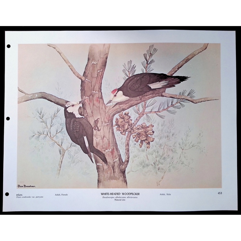 Rex Brasher White Headed Woodpecker Bird Vtg Original Book Plate Wall Art Decor